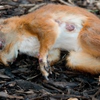 Red Squirrel